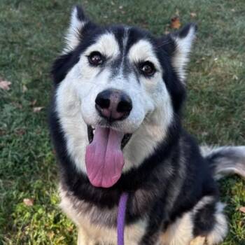 Gypsum (ID 53099/3124) -  Husky Dog for Adoption in Manassas, Virginia - Gypsum (ID 53099/3124) | PetCurious