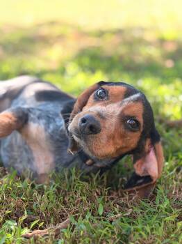 Jack- Transport -  Bluetick Coonhound and Beagle Dog for Adoption in Gradyville, Kentucky - Jack- Transport | PetCurious