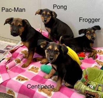 Rescue German Pinscher and Mixed Breed Dogs for Adoption in De Soto, Iowa - Centipede | PetCurious