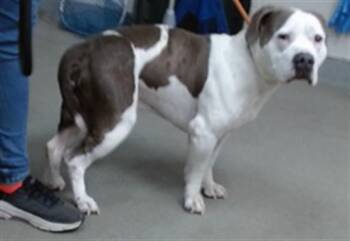 DOM -  Pit Bull Terrier and Mixed Breed Dog for Adoption in Salinas, California - DOM | PetCurious