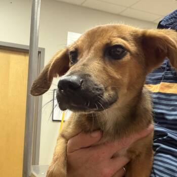 Mohekan - 071510U -  Feist and Mixed Breed Dog for Adoption in Tupelo, Mississippi - Mohekan - 071510U | PetCurious