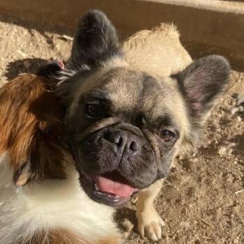 French Bulldog Dogs Available for Adoption - Lissette BW | PetCurious