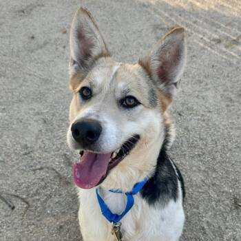 Foxhound and Shiba Inu Dogs Available for Adoption - Ellie Wigglebottom | PetCurious