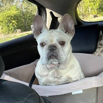 Mixed Breed Dogs Available for Adoption in Rockville, Maryland - Francesca | PetCurious