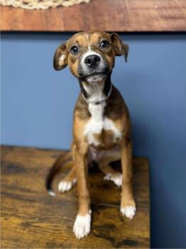 Rescue Beagle and Staffordshire Bull Terrier Dogs for Adoption in Sedalia, Colorado - Ruby | PetCurious