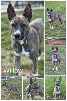 Husky Dogs Available for Adoption in Enterprise, Alabama - Willow | PetCurious