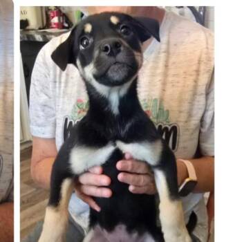 Catahoula Leopard Dog Dogs Available for Adoption in Parker, Colorado - 505 (2026) Malfoy | PetCurious