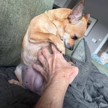 Chihuahua Dogs Available for Adoption in Ennis, Texas - Guacamole | PetCurious