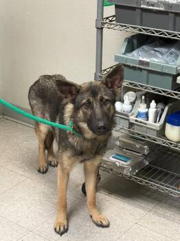 Marietta -  German Shepherd Dog Dog for Adoption in Sorrento, Louisiana - Marietta | PetCurious