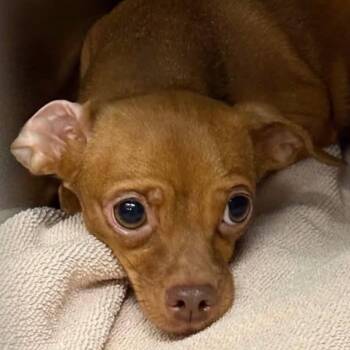 Chihuahua Dogs Available for Adoption in Niagara Falls, Ontario - Bambi (20260416-02) | PetCurious