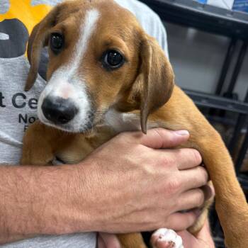January -  Beagle and Hound Dog for Adoption in Normal, Illinois - January | PetCurious