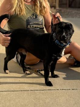 Rescue Dachshund and Mixed Breed Dogs for Adoption in Severance, Colorado - Pepper | PetCurious