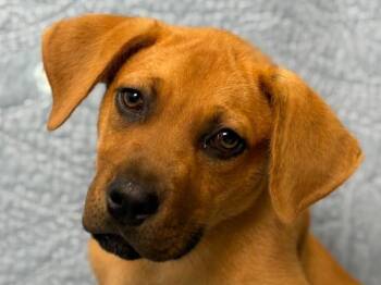 George -  Labrador Retriever and Pit Bull Terrier Dog for Adoption in Portland, Oregon - George | PetCurious