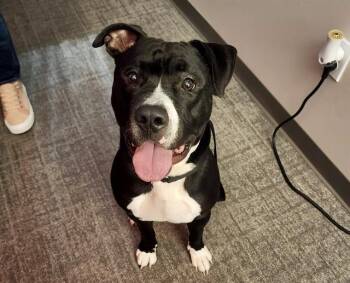 Boxer and Mixed Breed Dogs Available for Adoption in Omaha, Nebraska - ELMO | PetCurious