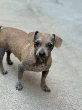 Rescue Chihuahua Dogs for Adoption in Statesboro, Georgia - Attina | PetCurious