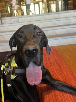 Rescue Great Dane Dogs for Adoption in Tucson, Arizona - TINY | PetCurious