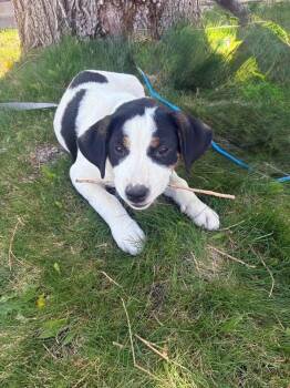 Australian Cattle Dog Blue Heeler Dogs Available for Adoption in Colorado Springs, Colorado - Batman | PetCurious