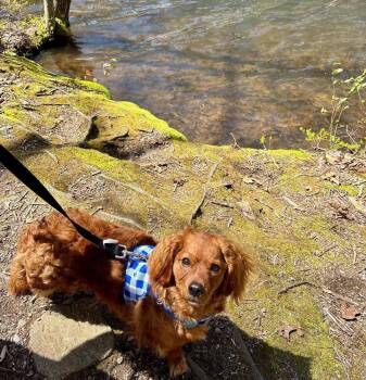Parker -  Cockapoo Dog for Adoption in Windsor Locks, Connecticut - Parker | PetCurious