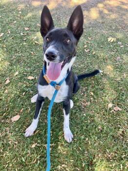 ADA -  Australian Kelpie and Mixed Breed Dog for Adoption in Albuquerque, New Mexico - ADA | PetCurious