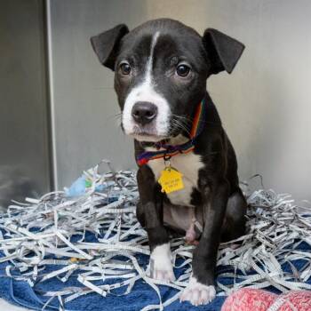 VADAR -  Pit Bull Terrier and Mixed Breed Dog for Adoption in St. Louis, Missouri - VADAR | PetCurious