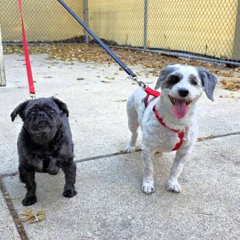 Rescue Shih Tzu Dogs for Adoption in Michigan City, Indiana - China | PetCurious