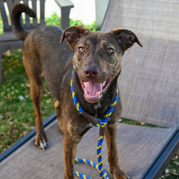 Rescue Mixed Breed Dogs for Adoption in Chamblee, Georgia - Felicia | PetCurious