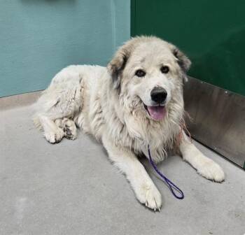 Clide -  Great Pyrenees Dog for Adoption in Carson City, Nevada - Clide | PetCurious