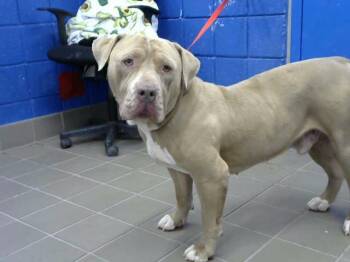 CANELO -  American Bulldog Dog for Adoption in Albuquerque, New Mexico - CANELO | PetCurious
