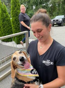 Lilly and Molly (LOCATED AT BTDR HQ) -  Beagle Dog for Adoption in Leverett, Massachusetts - Lilly And Molly (LOCATED AT BTDR HQ) | PetCurious