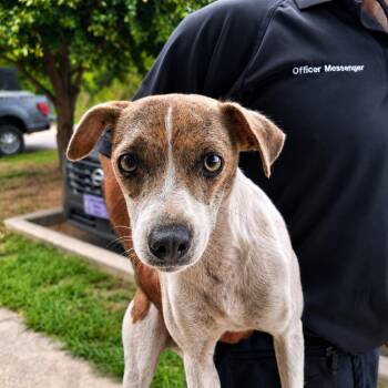 Juliana -  Terrier Dog for Adoption in Gautier, Mississippi - Juliana | PetCurious