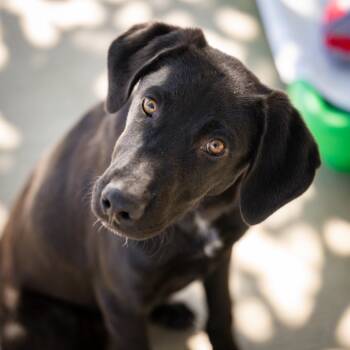 Rescue Labrador Retriever Dogs for Adoption in Twentynine Palms, California - Smoke | PetCurious
