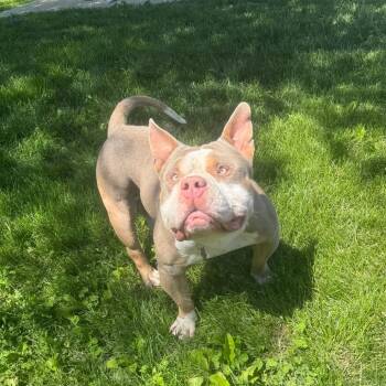 Pit Bull Terrier Dogs Available for Adoption in Kansas City, Kansas - Gion | PetCurious
