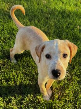 Sophie -  German Shorthaired Pointer and Australian Shepherd Dog for Adoption in Calera, Alabama - Sophie | PetCurious