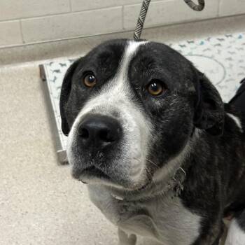 Great Pyrenees and Pit Bull Terrier Dogs Available for Adoption - Dutch | PetCurious