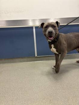 BLUEY -  Pit Bull Terrier Dog for Adoption in Doral, Florida - BLUEY | PetCurious