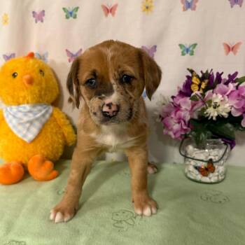 Catahoula Leopard Dog Dogs Available for Adoption - Colly | PetCurious