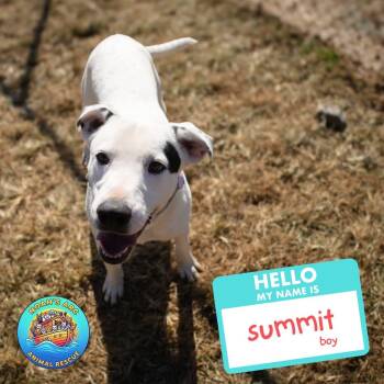 Summit -  Mixed Breed Dog for Adoption - Summit | PetCurious