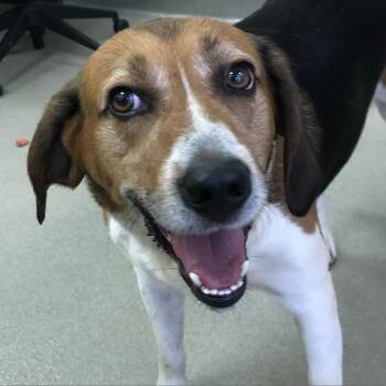 Hound and Mixed Breed Dogs Available for Adoption in Roanoke, Virginia - Highway | PetCurious