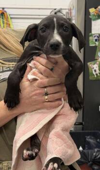 Juneberry -  Mixed Breed Dog for Adoption in Kansas City, Missouri - Juneberry | PetCurious