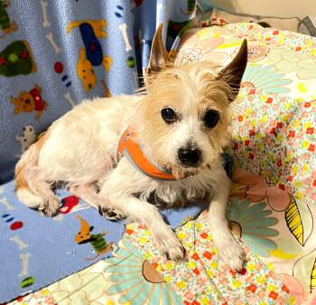 Terrier Dogs Available for Adoption - Princess | PetCurious