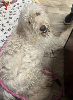 Sheldon -  Standard Poodle and Golden Retriever Dog for Adoption - Sheldon | PetCurious