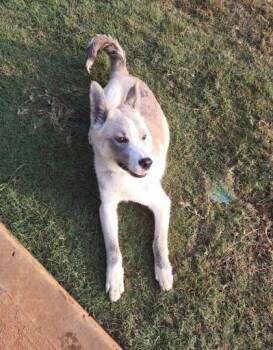Yukon -  Husky and Mixed Breed Dog for Adoption in Lawrenceville, Georgia - Yukon | PetCurious
