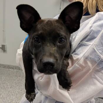 Sharknado -  Mixed Breed Dog for Adoption in Greenville, South Carolina - Sharknado | PetCurious
