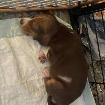 Mabel -  Hound Dog for Adoption in Raleigh, North Carolina - Mabel | PetCurious