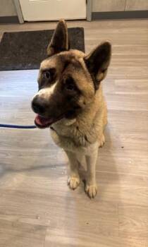 Rescue Akita Dogs for Adoption in Hummelstown, Pennsylvania - Hachi | PetCurious