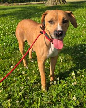 JUNE -  Hound Dog for Adoption in Sandusky, Ohio - JUNE | PetCurious
