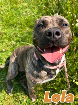 Rescue Pit Bull Terrier Dogs for Adoption in Central Islip, New York - Lola Tag #291 | PetCurious