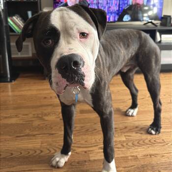 Rescue Mixed Breed Dogs for Adoption in Chicago, Illinois - Knuckles | PetCurious
