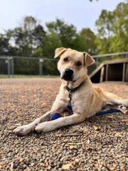 Labrador Retriever and Mixed Breed Dogs Available for Adoption - Buddy | PetCurious