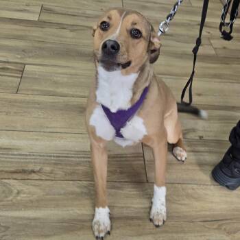 Mixed Breed Dogs Available for Adoption - Amber | PetCurious